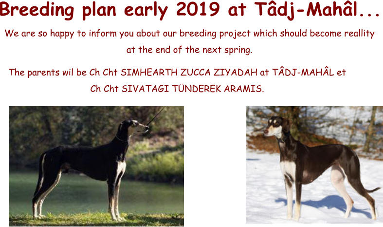 Breeding plan early 2019 at Tâdj-Mahâl... We are so happy to inform you about our breeding project which should become reallity  at the end of the next spring.  The parents wil be Ch Cht SIMHEARTH ZUCCA ZIYADAH at TÂDJ-MAHÂL et  Ch Cht SIVATAGI TÜNDEREK ARAMIS.
