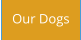 Our Dogs