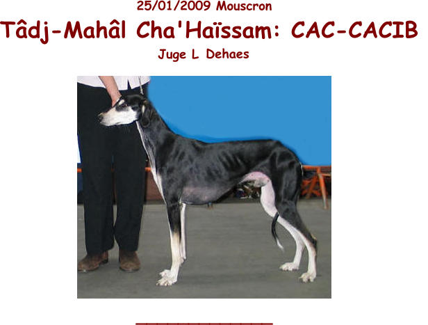 25 / 01 /200 9   Mouscron Tâdj-Mahâl Cha'Haïssam: CAC-CACIB   Juge L  Dehaes  _____________