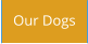 Our Dogs