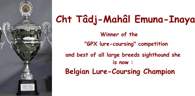 Cht Tâdj-Mahâl Emuna-Inaya Winner of the        "GPX lure-coursing" competition  and best of all large breeds sighthound she is now : Belgian Lure-Coursing Champion  