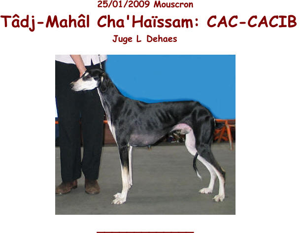 25 / 01 /200 9   Mouscron Tâdj-Mahâl Cha'Haïssam: CAC-CACIB   Juge L  Dehaes  _____________